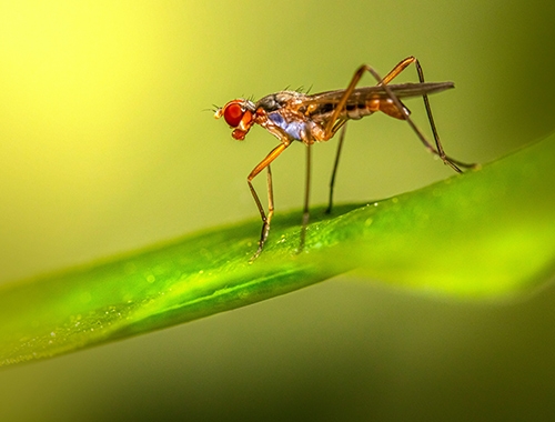 有害生物防治